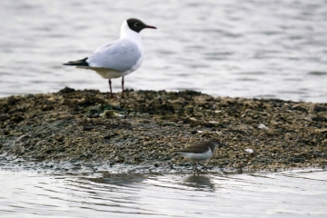 Curlew Sandpiper on South Lake